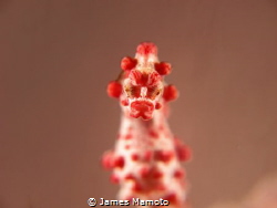 Hypocampus Bargibanti 
Canon G12,2x Sea&Sea YS110a
inon... by James Mamoto 